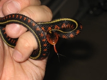oregon red spotted