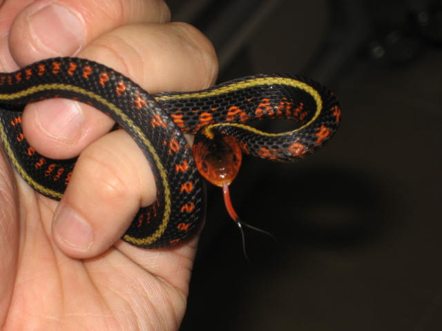 oregon red spotted