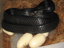 Eastern Indigo Female with Eggs