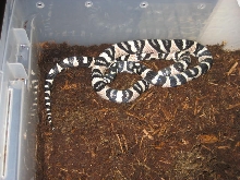 axanthic mandarin
