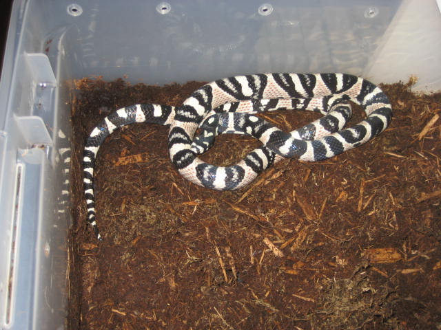 axanthic mandarin