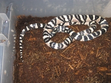 axanthic mandarin#1
