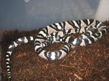 axanthic mandarin#2