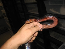 Red Throat Male Indigo