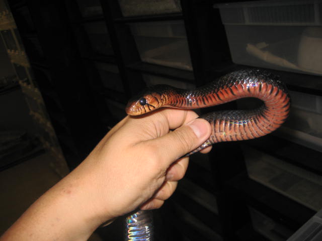 Red Throat Male Indigo