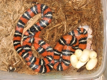 laguna pulchra laying