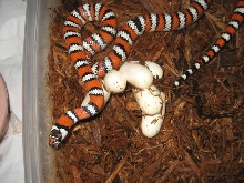 agalma with eggs