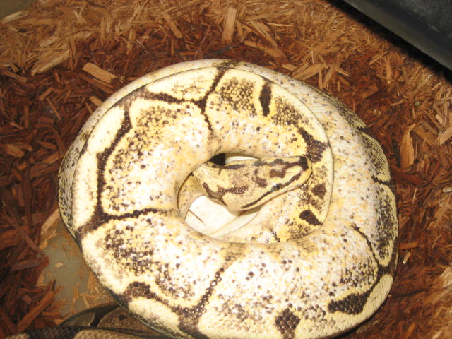 spider img female with eggs