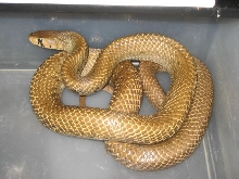female golden unicolor