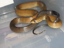 female black tail