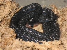 Baby indigo