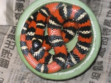 female laguna