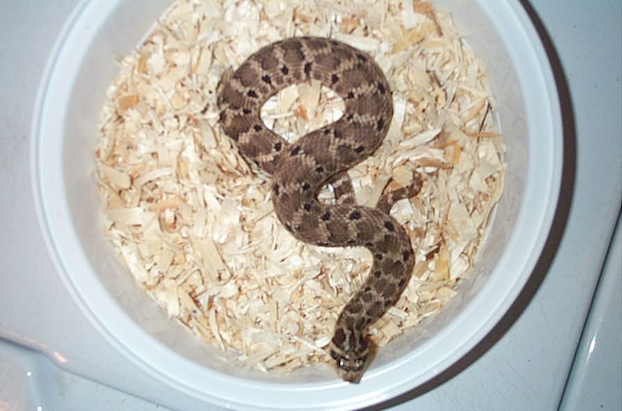 Mexican Hognose
