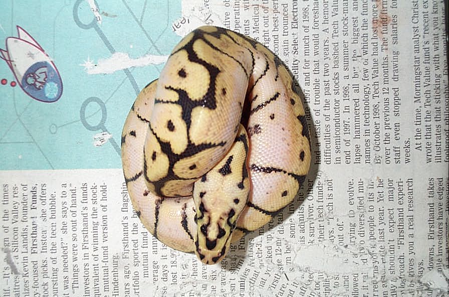 Pastel Spider