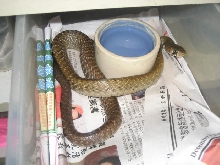 Unicolor Male