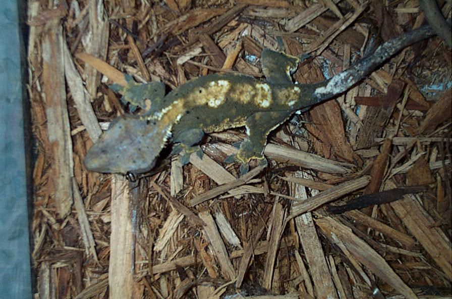 Male Ciliatus