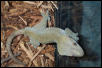 Yellow Male Ciliatus