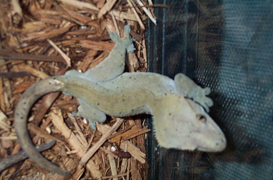 Yellow Male Ciliatus