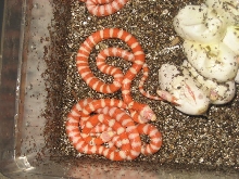 Baby Albino pyros