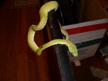 LENGTH11