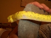 LENGTH11