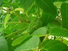 greensaturn