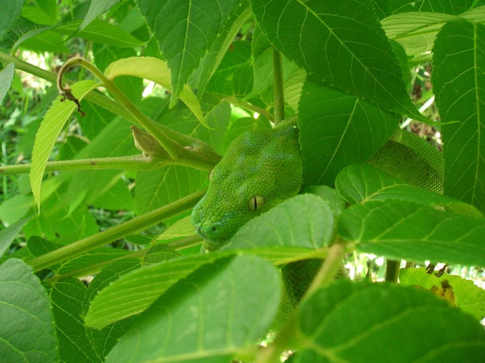 greensaturn