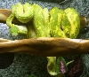 pair