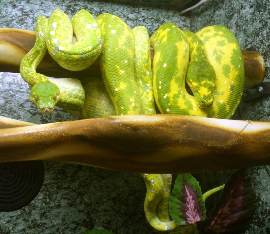 pair