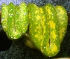 pair