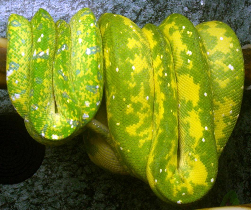 pair