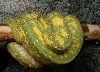 pair