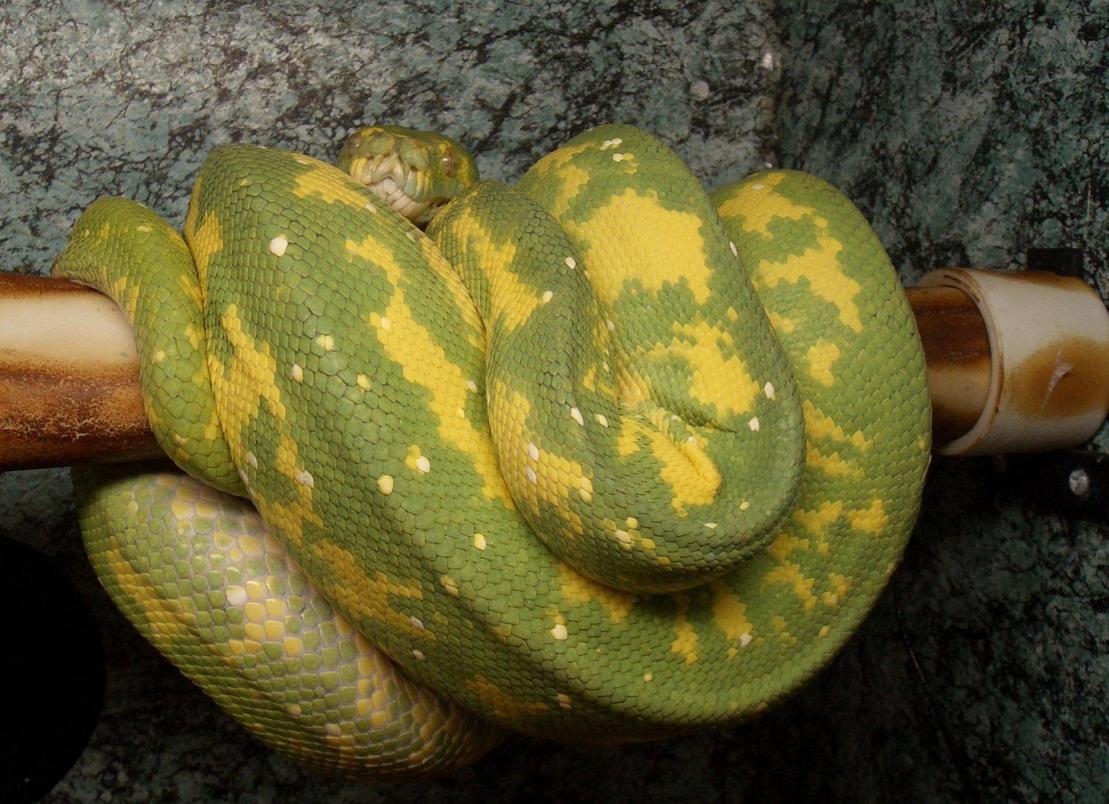pair