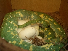 Eggs
