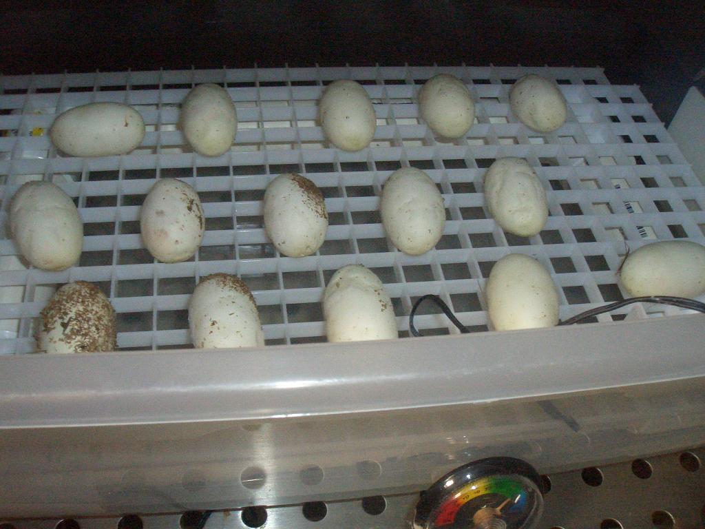 Eggs