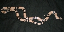 Ghost Male