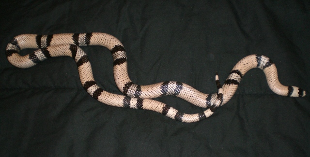 Ghost Male