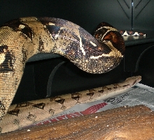 Pastel Boa