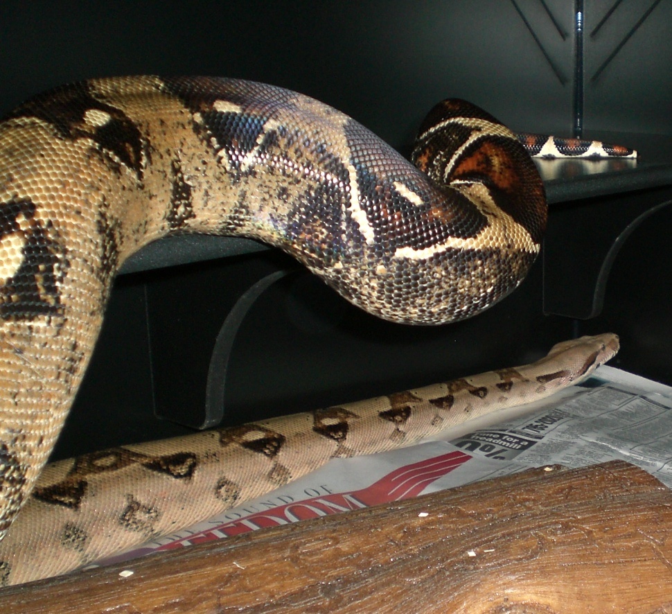 Pastel Boa