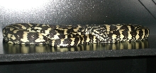 Coastal Jag Sib