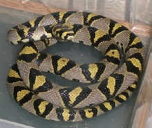 Zeta-Mandarin