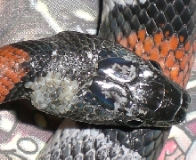 WC male scale necrosis