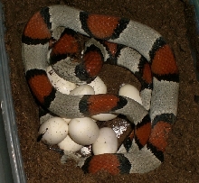 Buffalo Creek eggs