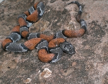 Val Verde male