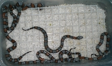Buffalo Creeks hatchlings