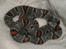 East Sanderson female