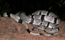 Dola Creek Male