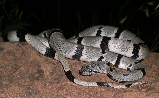 Dola Creek Male