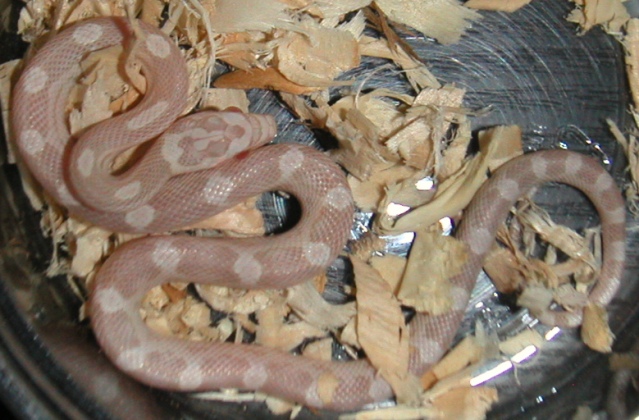 Lavender Motley, hatchling
