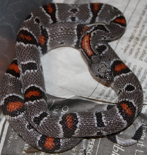 E. Sanderson female